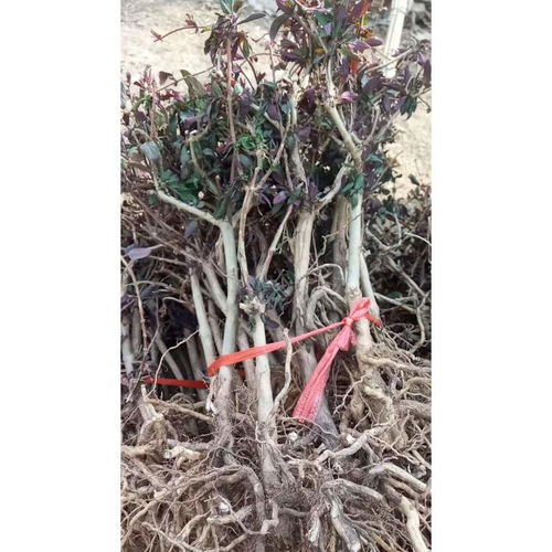 【江苏一年生金银花苗价格】-