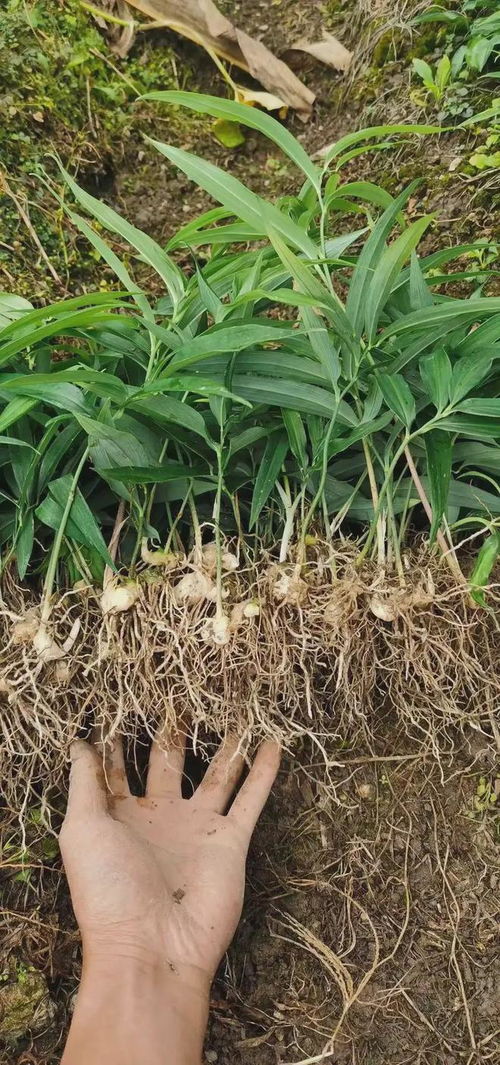 90后夫妻种黄精年入百万 深山里的 苦菜饭 变甜了