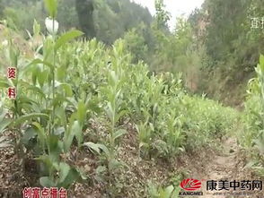 中药材种植大盘点 每亩收益过2万不是梦