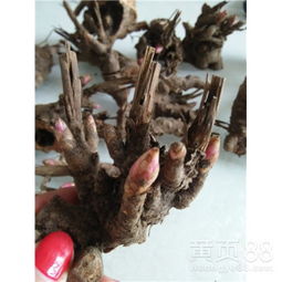 【芍药一亩地能产多少鲜品?晒多少干品?】-