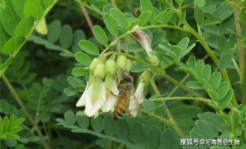 中药材当归果实膨大需要什么肥料 白芨追肥用什么肥料 促进生长肥用什么好