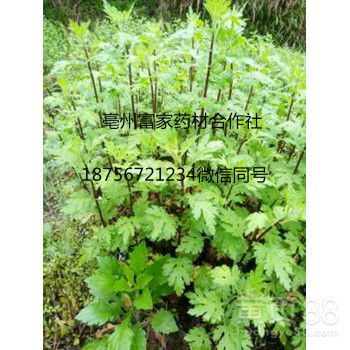 【金丝黄菊苗图片】-