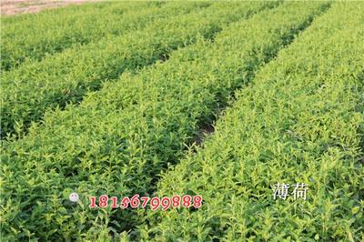 【薄荷苗批发 薄荷种苗价格】价格,厂家,药材种子种苗