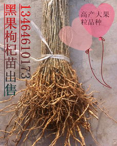 义县兴农中药材苗木专业合作社 种植业黑马项目 育苗用黑果枸杞种子及种苗出售