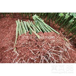 【玫瑰苗价格玫瑰种植技术】-