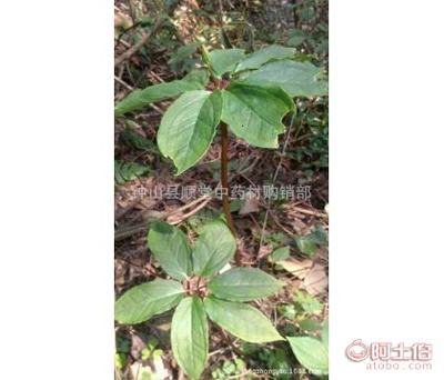 【七叶一枝花种籽,重楼种苗,七叶一枝花种苗,七叶一枝花种苗种子】钟山县顺堂中药材购销部 - 产品库