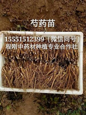 内蒙呼伦贝尔赤芍种子价格赤芍籽价格赤芍苗行情赤芍种苗市场种植前景