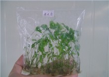 广西益农富植物科技 优质药材种子种苗的专业供应商