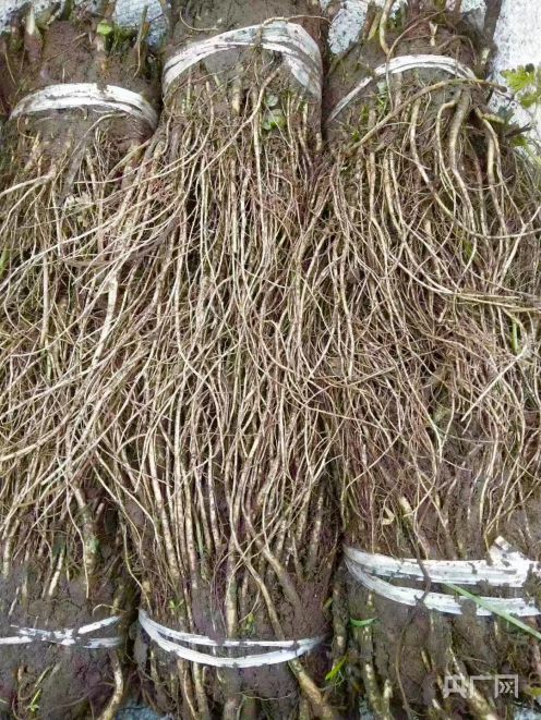 甘肃岷县6万亩中药材种子种苗喜获丰收，药材产业振兴添新篇章