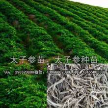 2019药材种子种苗市场分析及批发报价指南