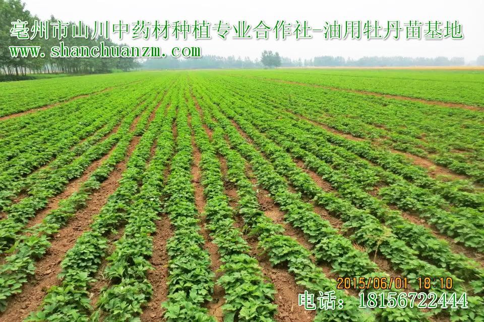 亳州市山川中药材种植专业合作社 专业供应药材种子种苗与优质牡丹苗
