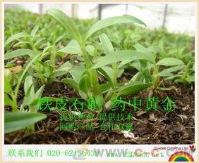 铁皮石斛种苗与药材种子种苗的培育与市场前景
