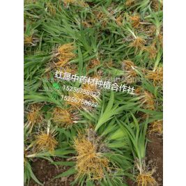 中国药材种子种苗供应商价格指南