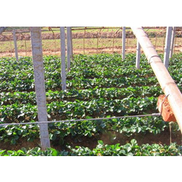 章姬草莓苗的优越性与晨旭苗木园艺场服务优势