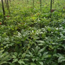 湖南衡阳衡南野三七价格与黄精种子种苗回收详情