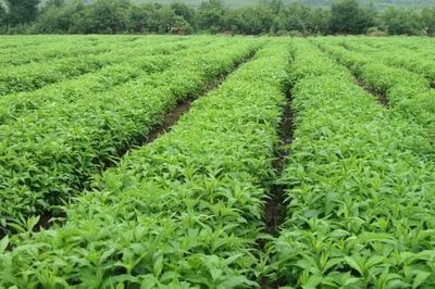 成都中药材种植的黄金定律 从种子种苗到优质药材