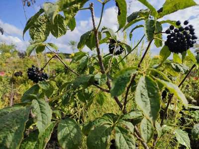 寒地药草破土成“金”——龙江森工集团刺五加产业发展纪实