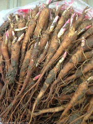 东北赤芍苗与赤芍籽批发指南 价格、厂家及选购要点