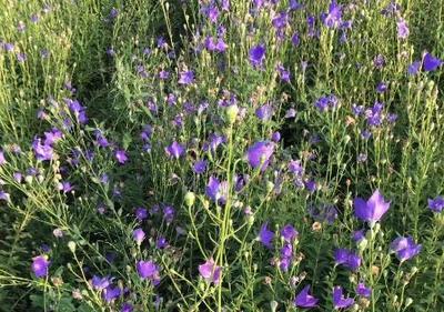 中药材种子种苗质量问题如何影响最终收益？