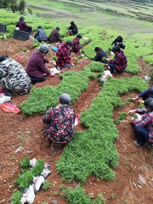 把根深扎大地，致富不忘乡邻——访竹市稀优种苗繁育中心林亲根