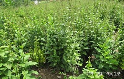 玄参种植 小投资、见效快、管理简易的药材致富新选择