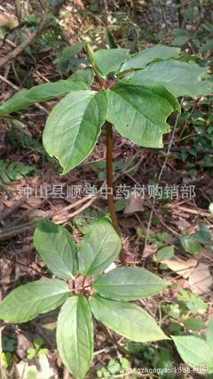 钟山县顺堂中药材购销部 优质七叶一枝花与重楼种苗产品介绍