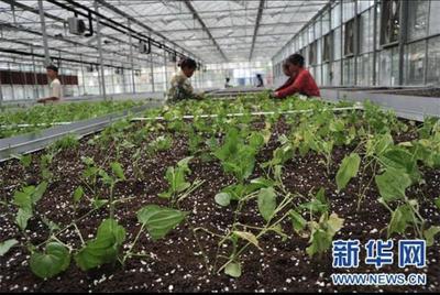 中药材资源面临危机，国家药监局推动替代品与种子种苗发展