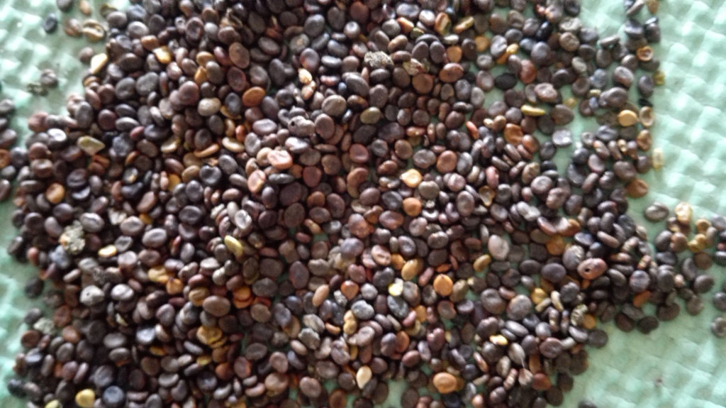 聚鑫源 优质黄芪种子与药材种苗的可靠供应商