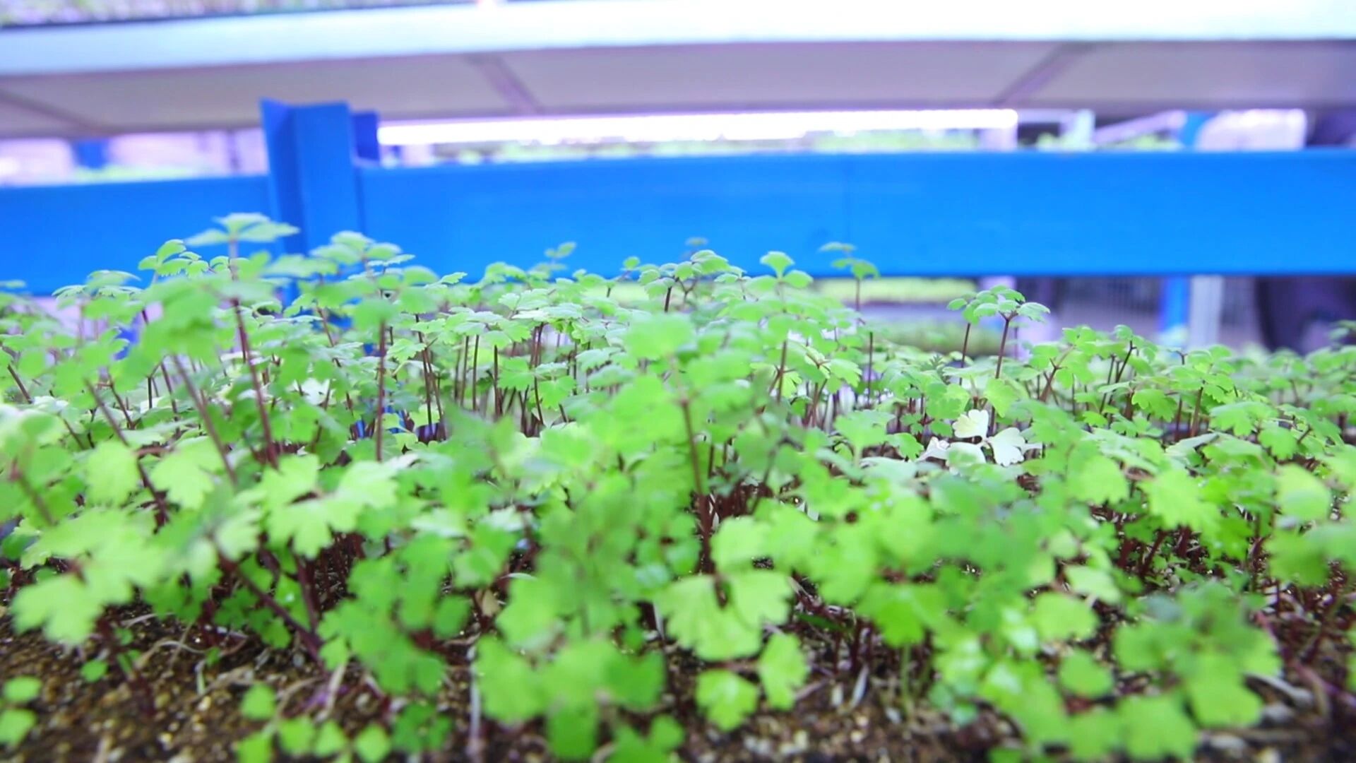 甘肃岷县 打造中药材全产业链金字招牌 药材种子种苗