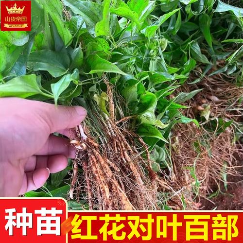 百部种苗的种植与选育 红花对叶百部根苗、白花百部种子块茎及裸根药材种苗的全面介绍