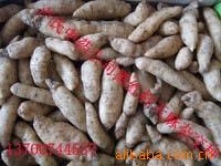 专业供应中药材种子种苗 天麻种与天麻菌的可靠供应商——卢氏县中药材总公司