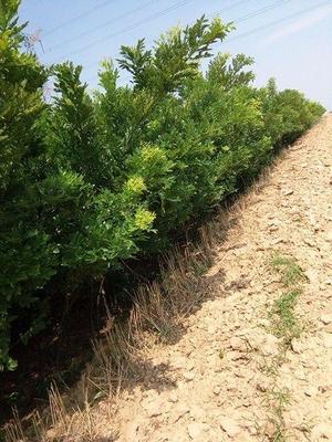 神农八号中华仙草种植指南 种植地址、条件、价格及供应商信息