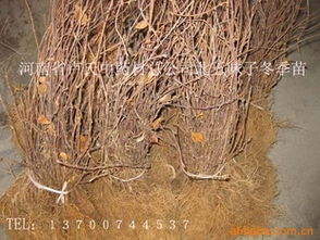 金银花苗 当年栽种，当年开花，一年四次的花期奇迹