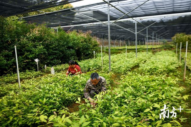 产业孕育有良方 梅州11家基地入选第二批广东省中药材产业化基地