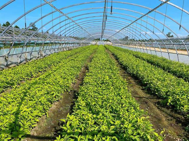 大兴安岭地区 打造最北种子种苗繁育基地，做优“寒地龙药”产业