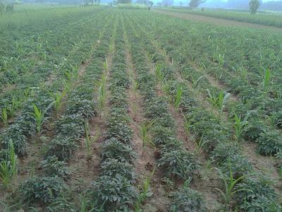 供应一年牡丹苗与两年牡丹苗 价格、厂家与药材种子种苗市场概述