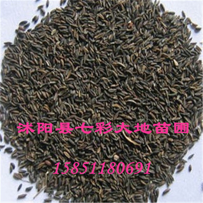 探秘中药材优质种子 防风种子的市场与培育价值