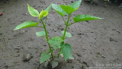 中药材种植新风尚 优质广藿香种子的选购与培育指南