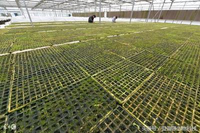 浅谈中药材白芨科学种植技术 从种子种苗到优质高产