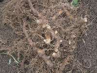 伊春市恒垦北药种植场 构筑北药全产业链，助力乡村振兴与中医药发展