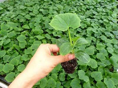 养鸭、卖花生油，一样可以成为首富！盘点2018胡润富豪榜上的农业巨擘