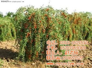 雷州药材与安国市元泰种子经营部 优质种苗助力药材产业发展