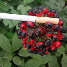 药材种子种苗 价格、厂家与中国供应商全解析