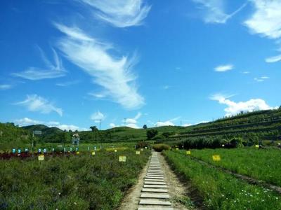 从种子到花海 热河中药花海小镇的旅游扶贫之路