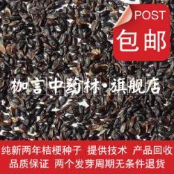 优质桔梗药材种子，专业厂家供应，从种植到回收一站式服务