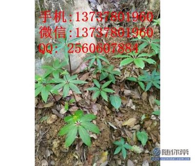 钟山县顺堂中药材购销部 重楼种苗与种子的专业供应